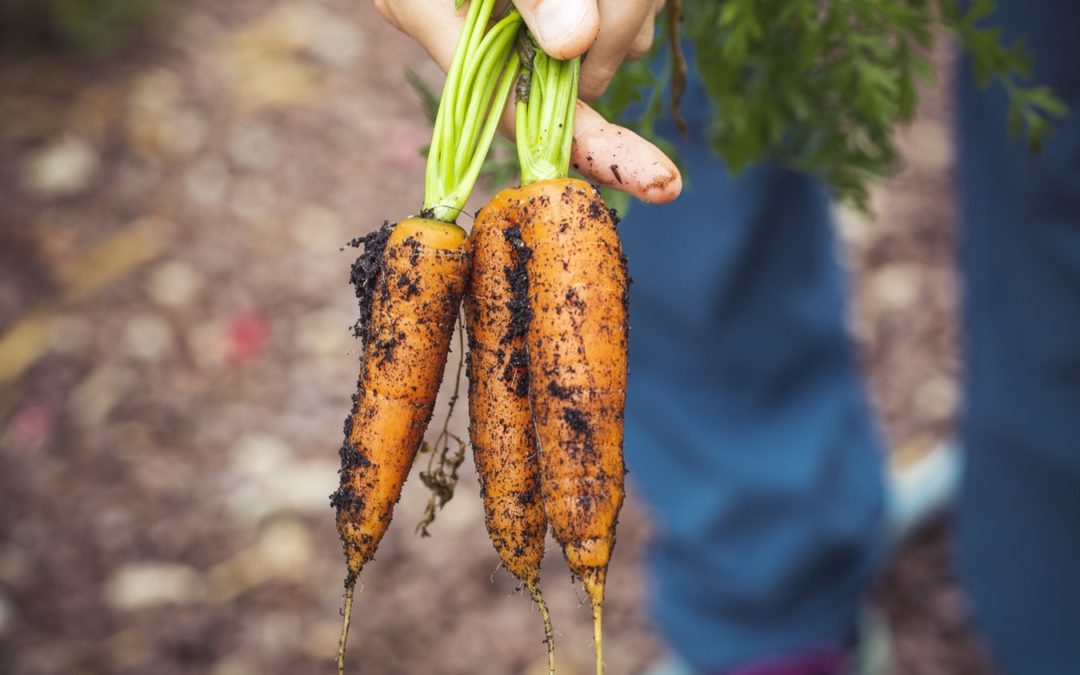Exploring Gut Healing Foods Through Your Own Garden